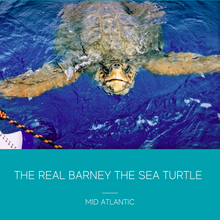 Load image into Gallery viewer, Barney The Sea Turtle Necklace (available in silver &amp; gold)