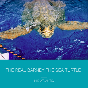 Barney The Sea Turtle Necklace (available in silver & gold)